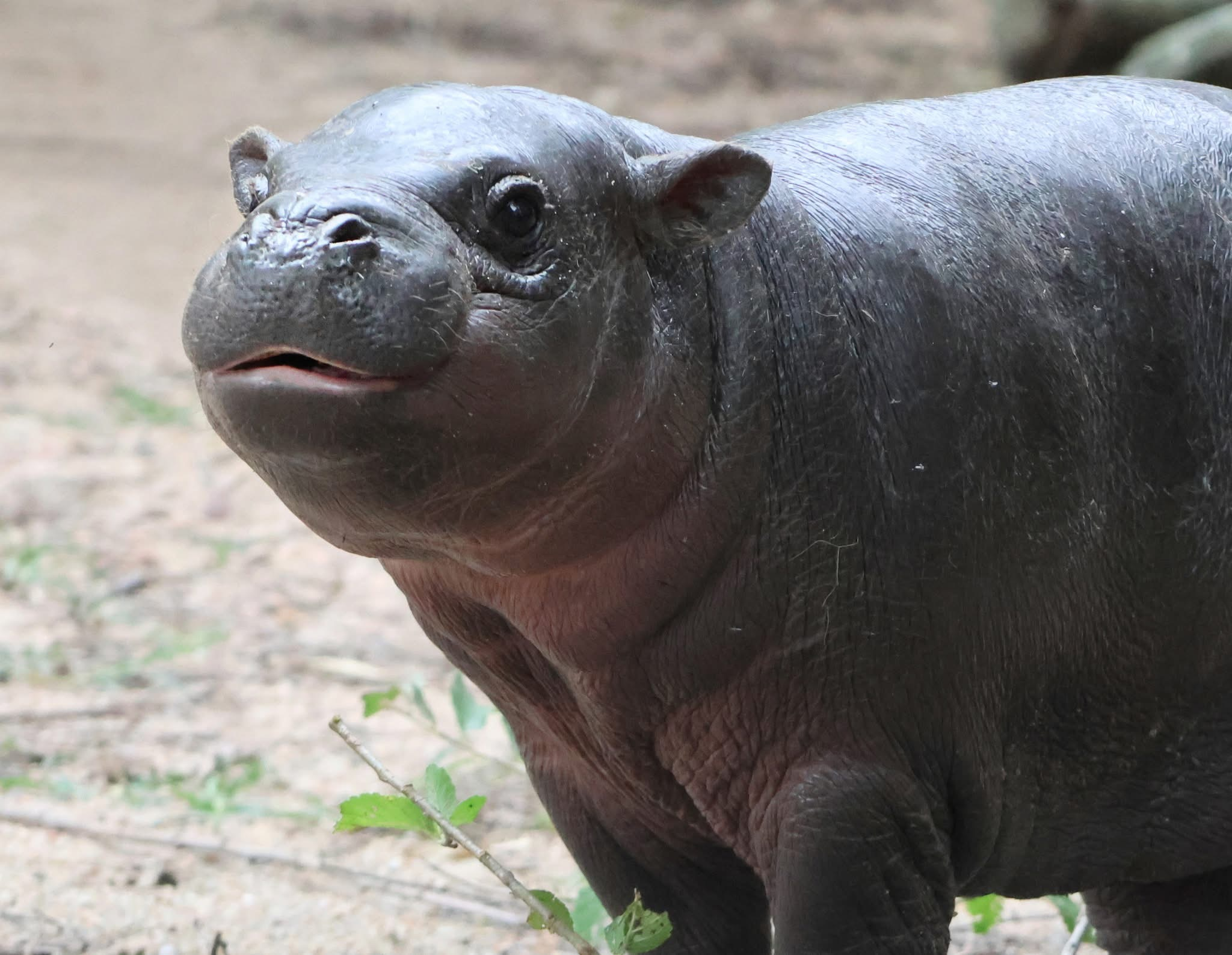 Close-up photograph of Mars the pygmy hippo looking toward the camera