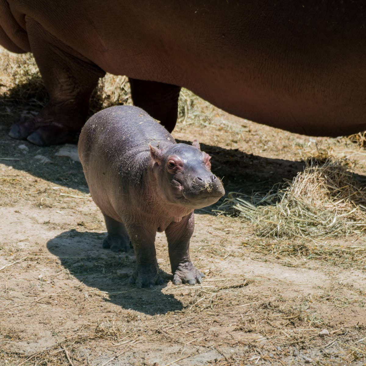 A young pygmy hippo standing beneath an adult hippo