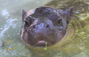 A pygmy hippo facing the camera from a pool