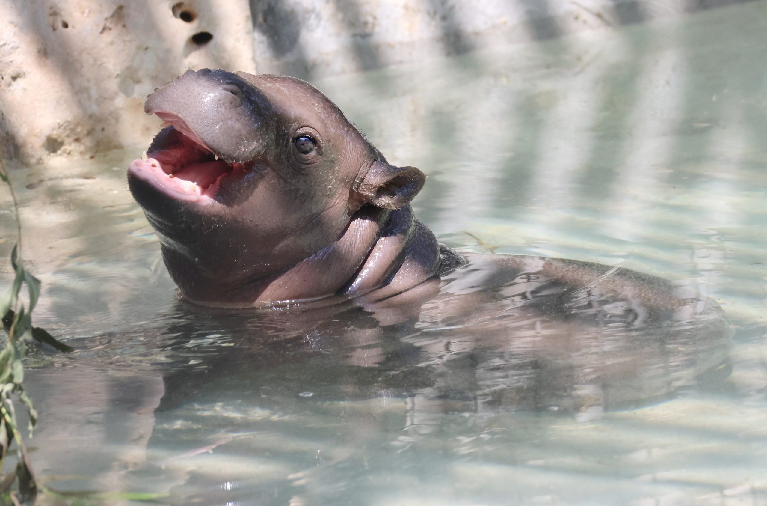 A pygmy hippo opening its mouth above the water