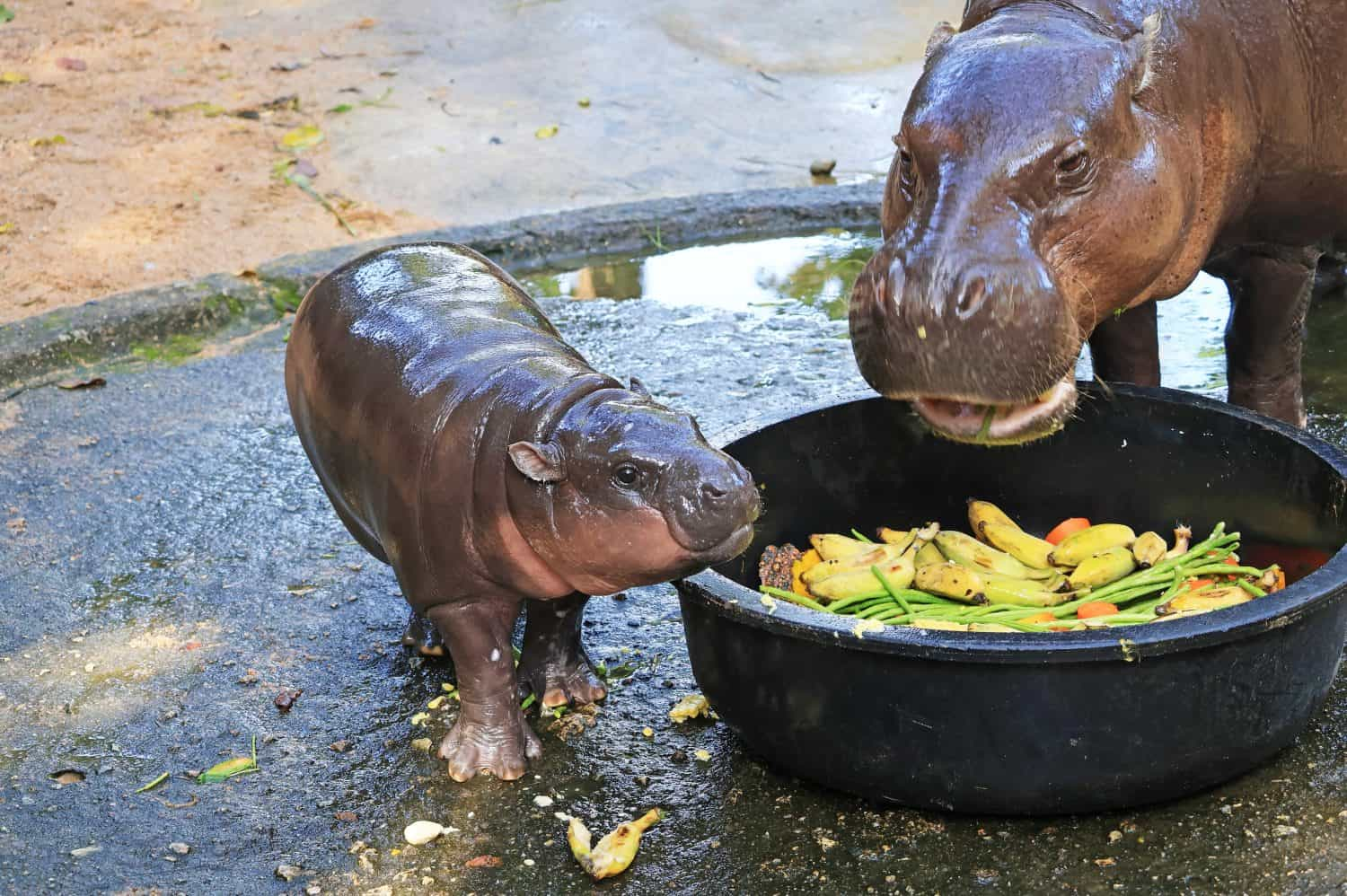 A young pygmy hippo beside an adult at a food bowl