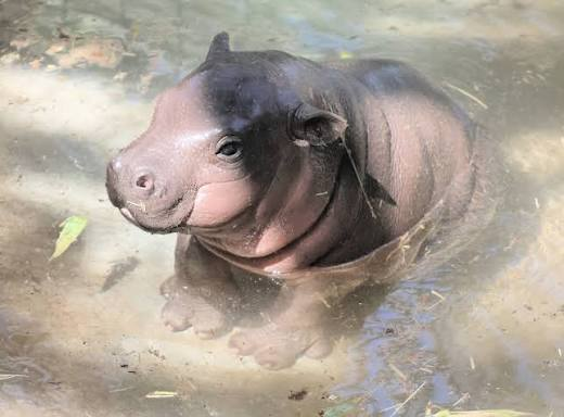 A young pygmy hippo standing in shallow water